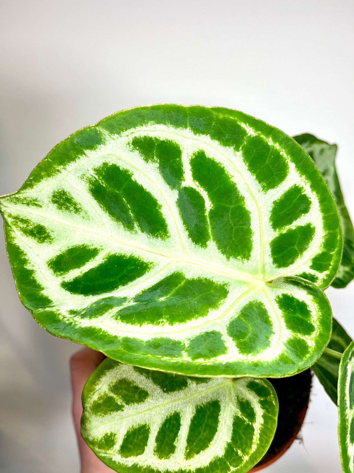 Anthurium Silver Blush