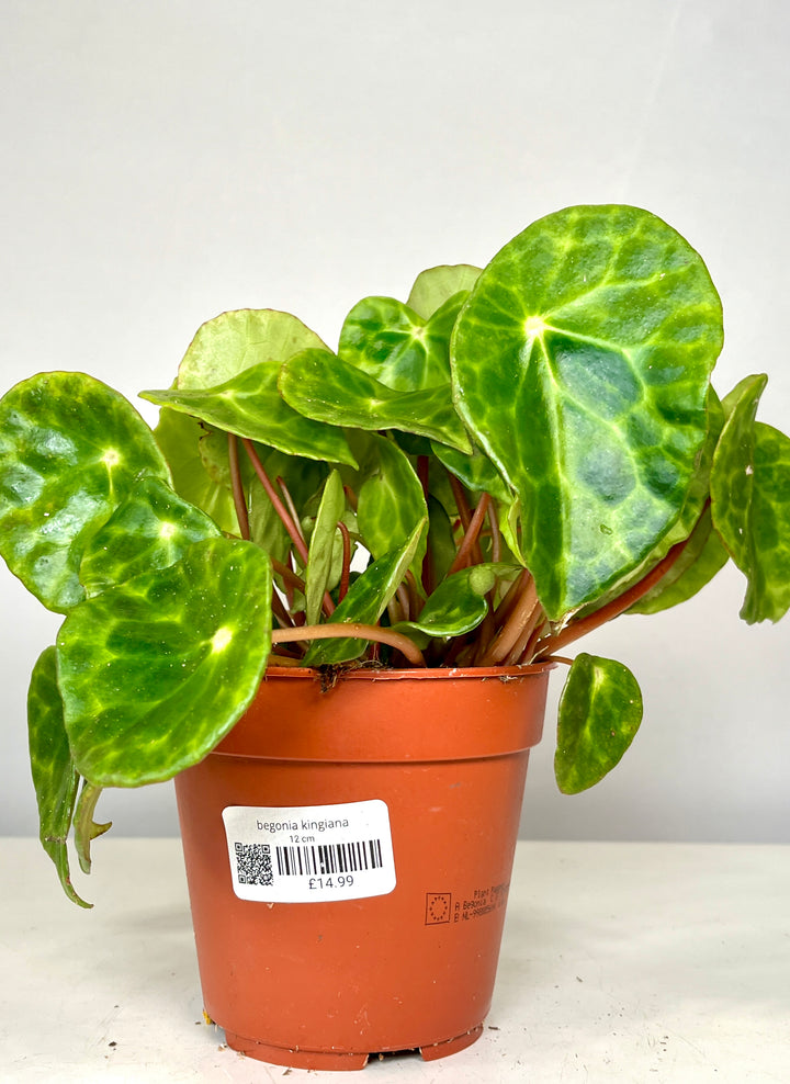 Begonia Kingiana