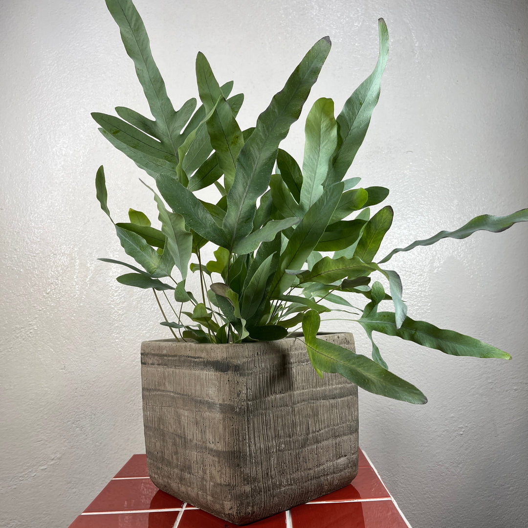 Cement Block planter | D17 × H15 cm