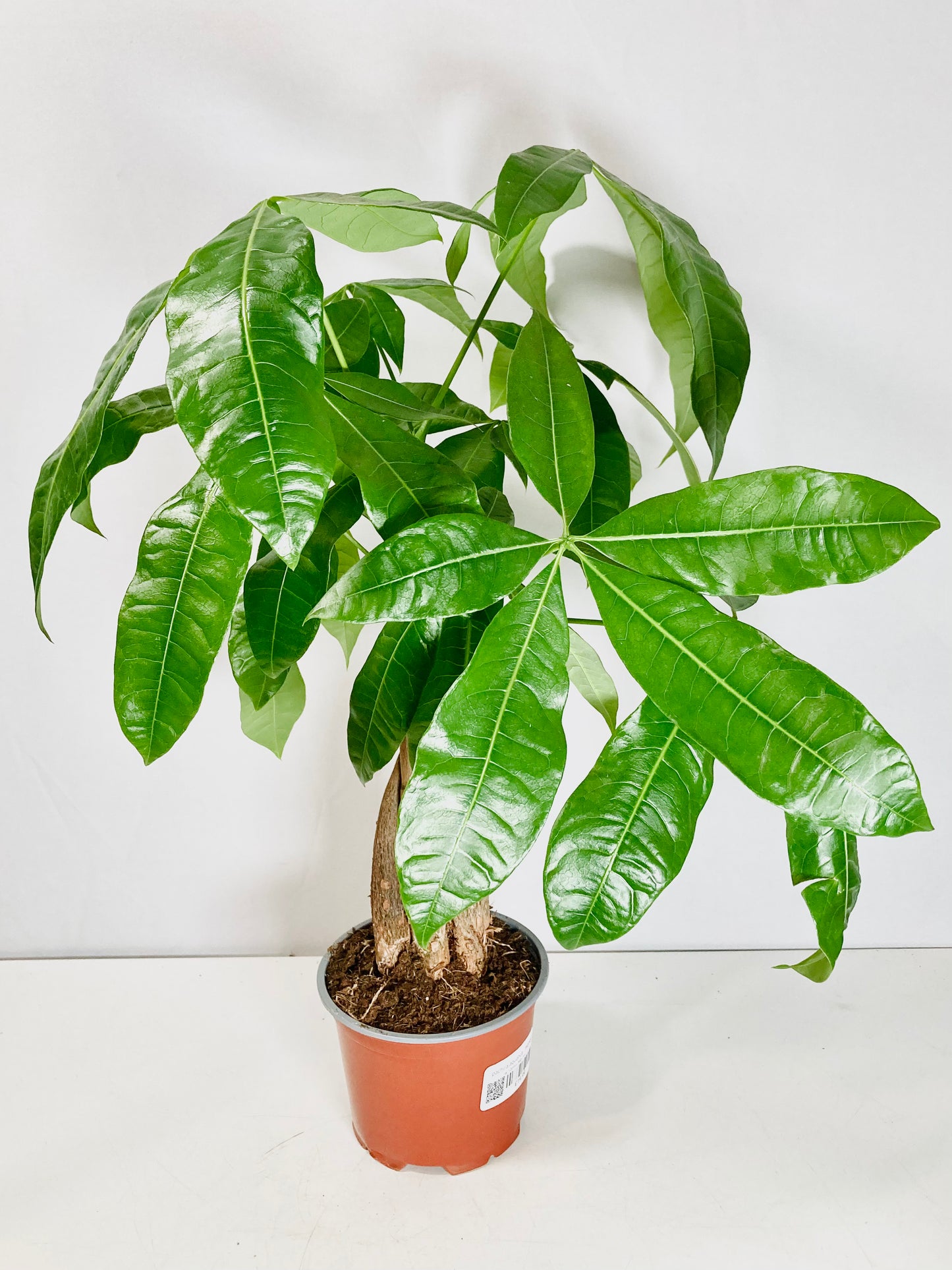 Pachira aquatica – Lucky Money Tree Houseplant – Plant Studio