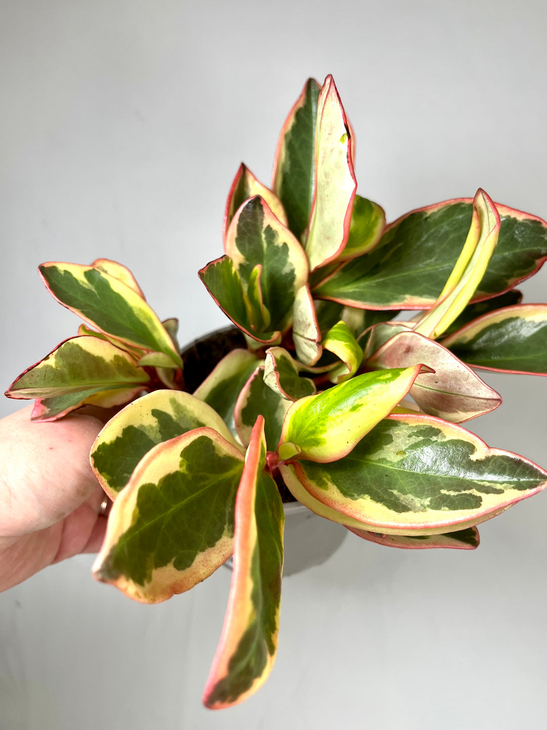Peperomia Clusifolia Ginny