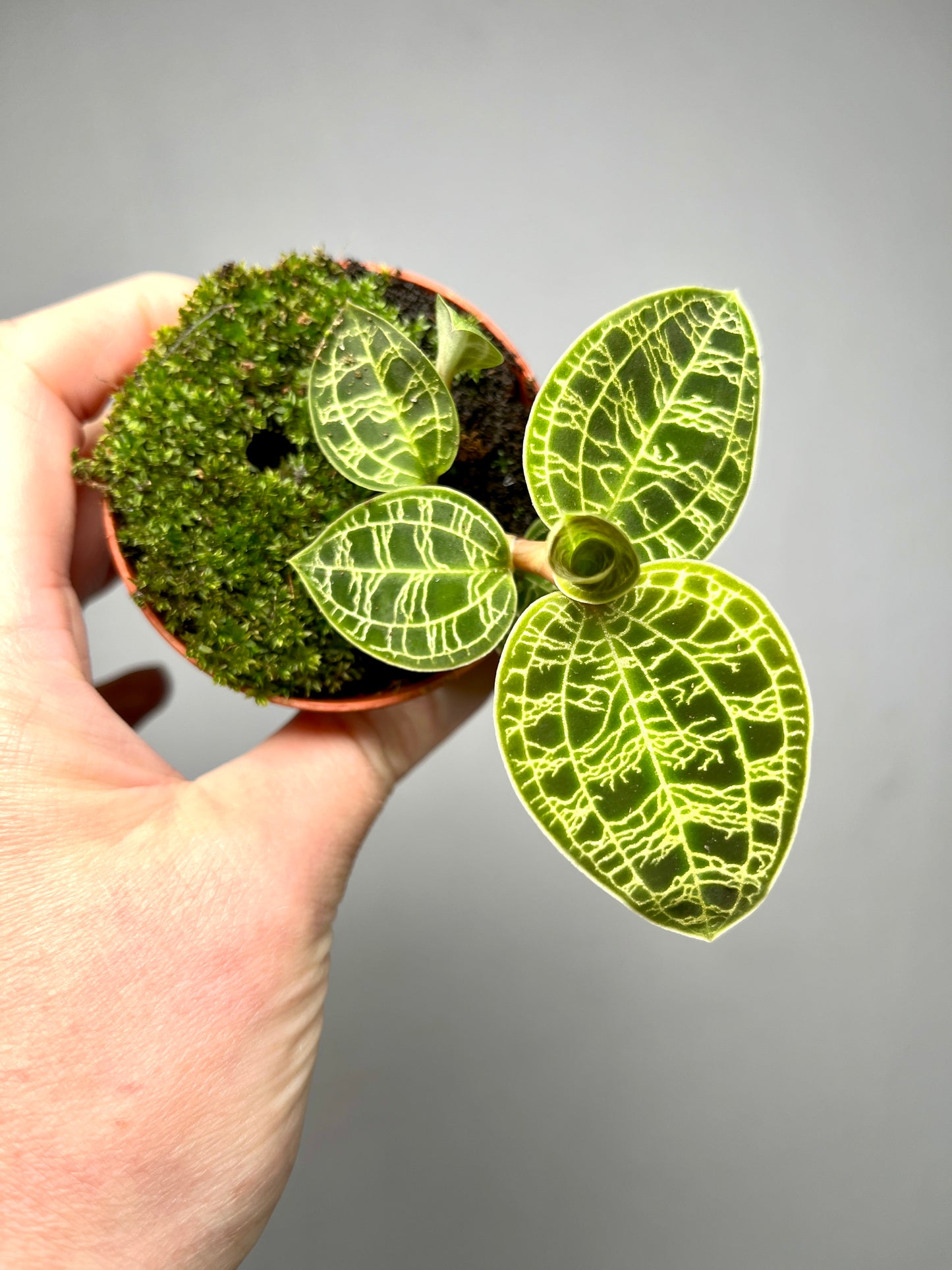 Macodes petola – Jewel Orchid