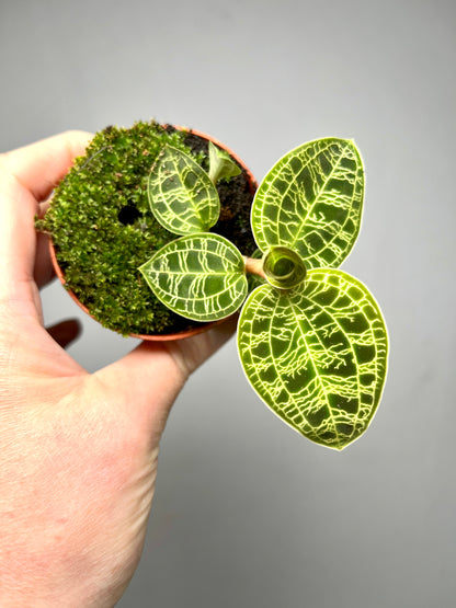 Macodes petola – Jewel Orchid