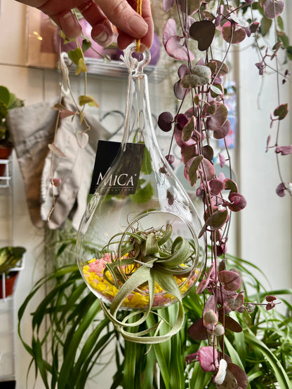 Glass bauble airplant terrarium