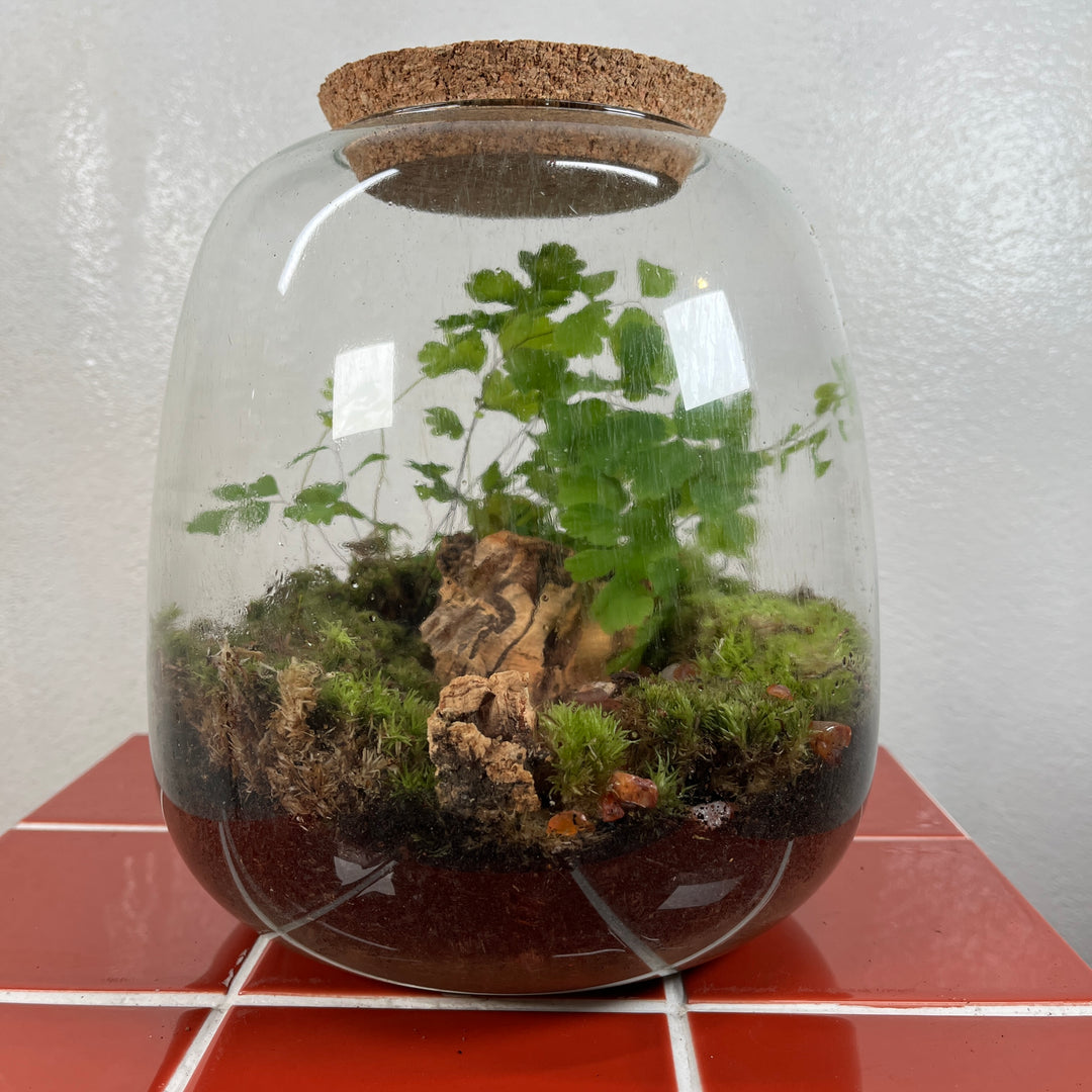 Plant.Studio 'Floof' Terrarium