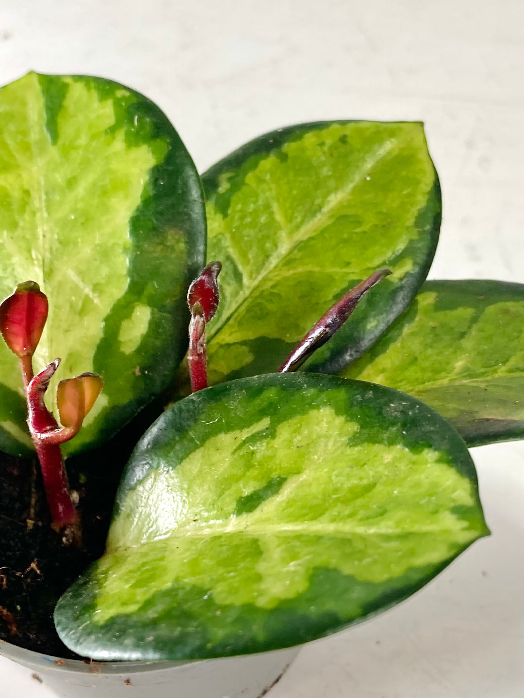 Hoya australis 'Lisa' - Wax plant