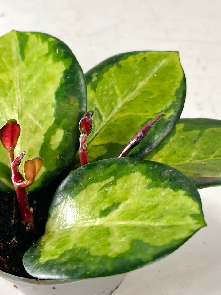 Hoya australis 'Lisa' - Wax plant