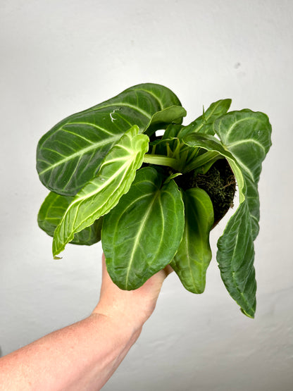 Anthurium Villenaorum