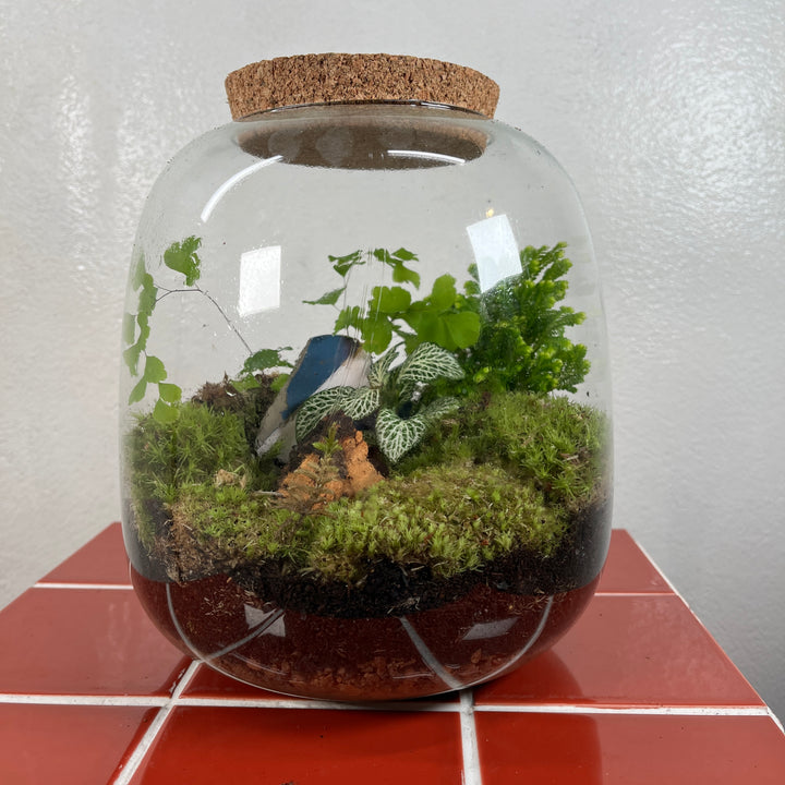 Plant.Studio 'Sailor' Terrarium
