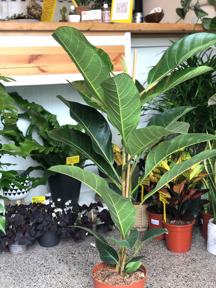 Ficus Benghalensis