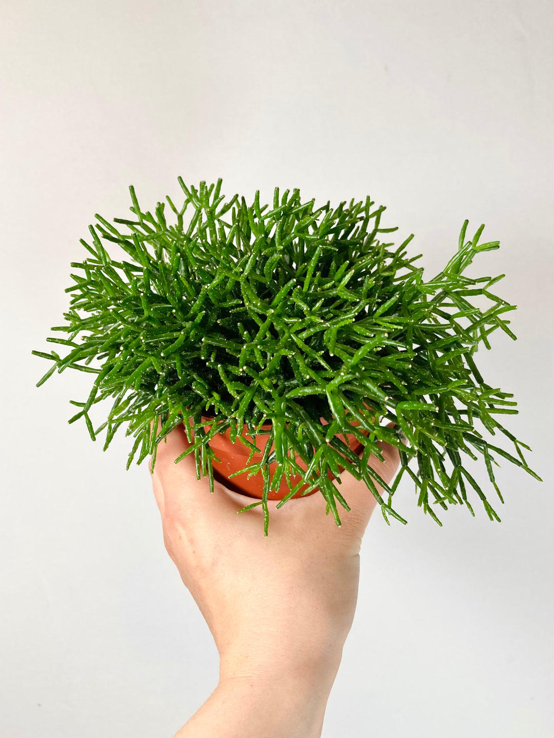 rhipsalis potting mix Rhipsalis Mix – Mystery Trailing Jungle Cactus Lucky Dip – Plant Studio
