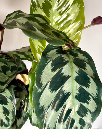 Calathea dressleri ‘Helen Kennedy’