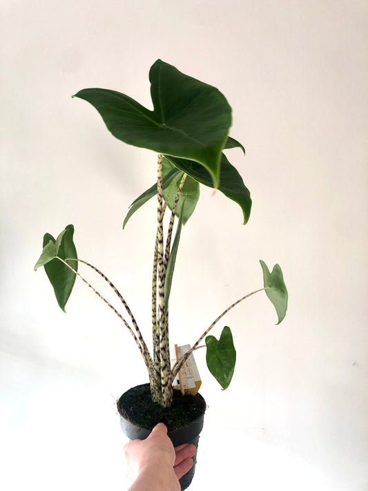 Alocasia Zebrina