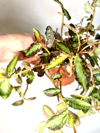 Pellionia Repens -  trailing watermelon begonia