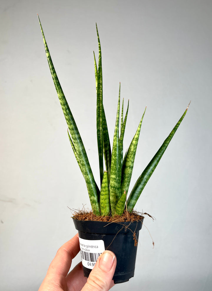 Sansevieria cylindrica – African Spear Plant