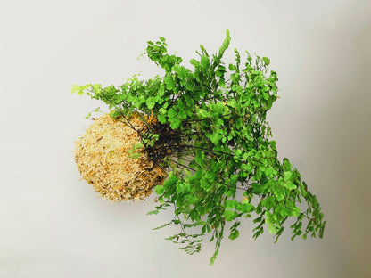 Kokedama