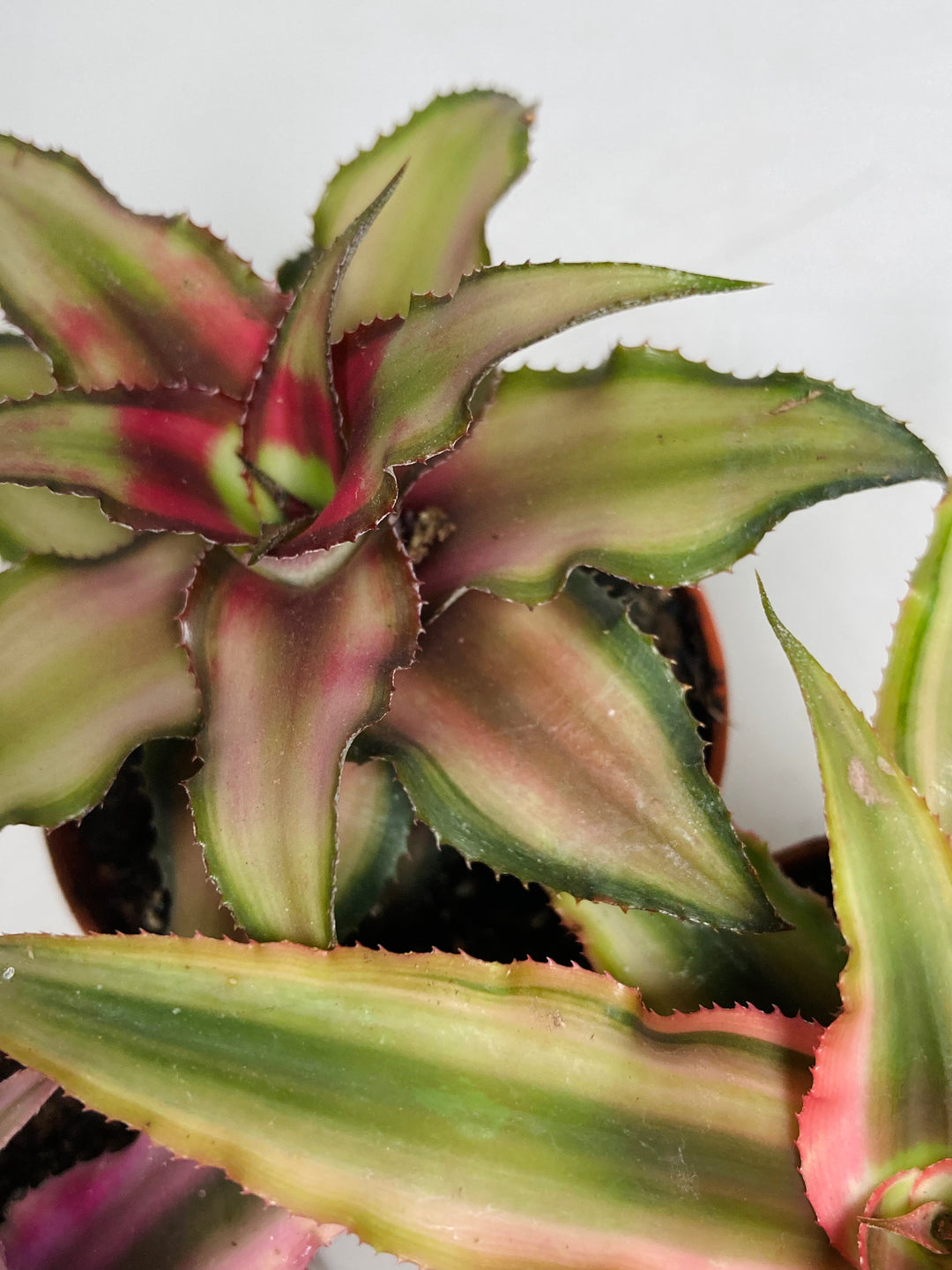 Cryptanthus- Red Star Bromeliad