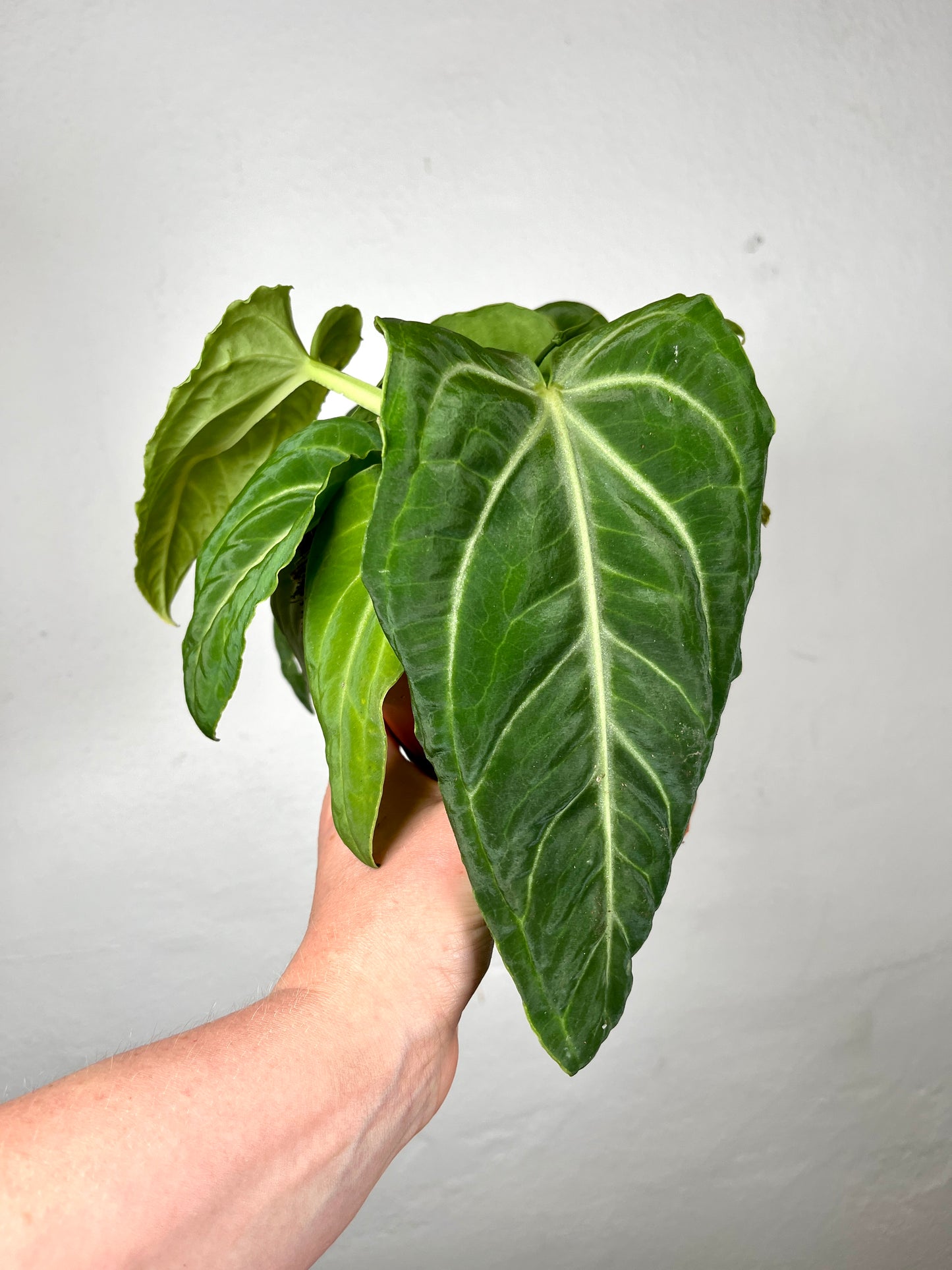 Anthurium Villenaorum