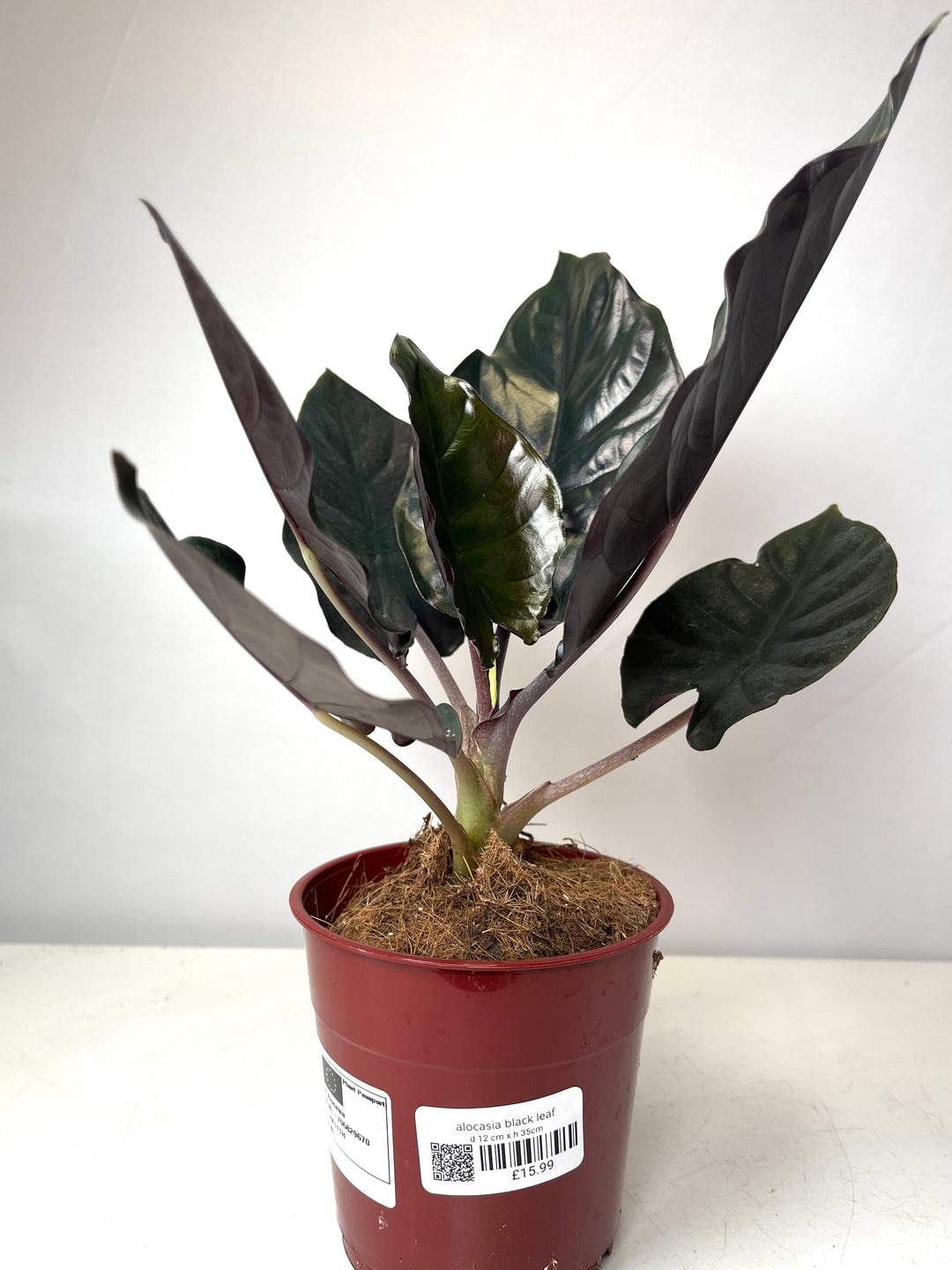 Alocasia black leaf