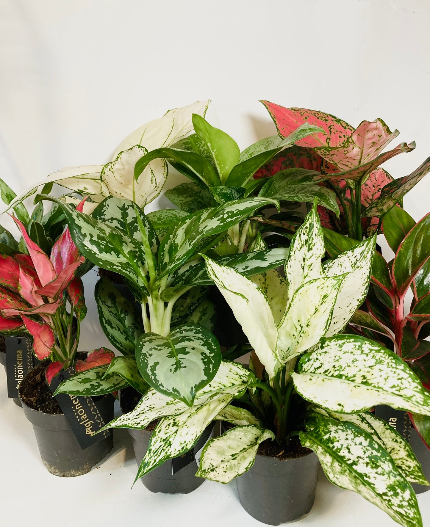 Aglaonema Mix