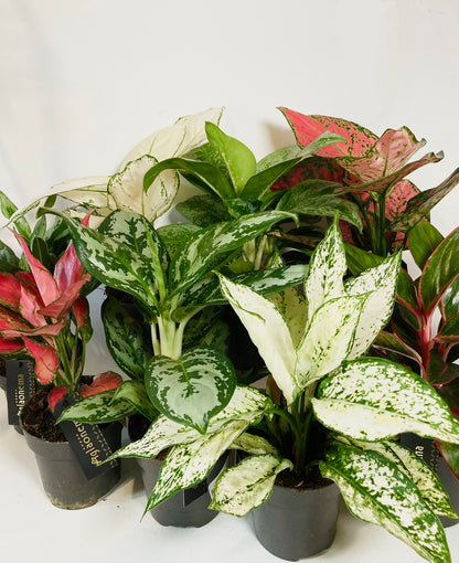 Aglaonema Mix