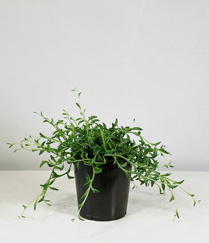 Senecio Peregrinus - String of Dolphins