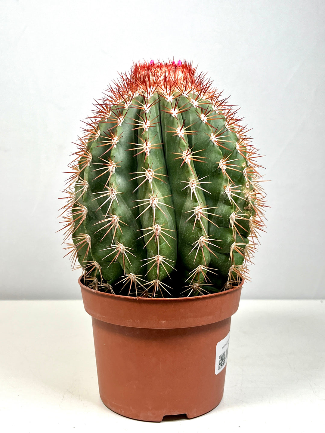 Melocactus Broadwaii - Melon Cactus