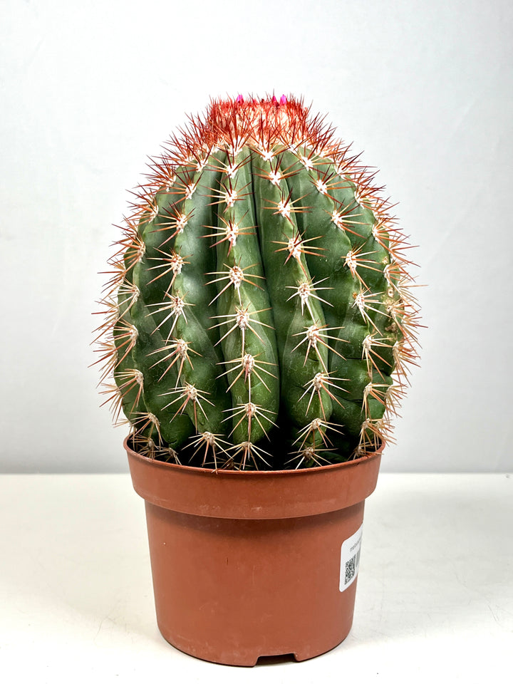 Melocactus Broadwaii - Melon Cactus