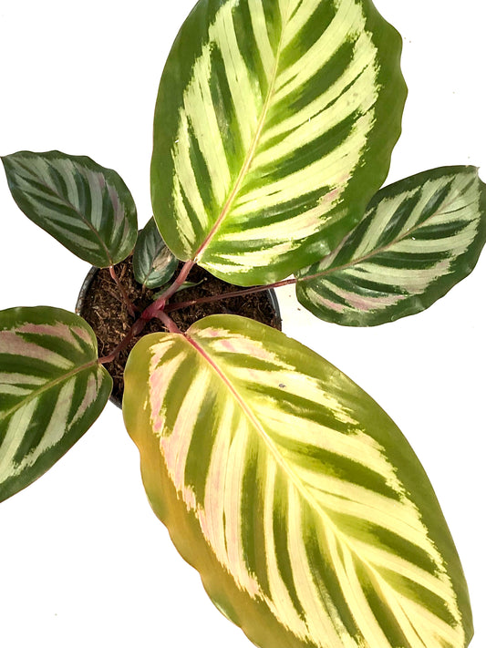 Calathea peacock