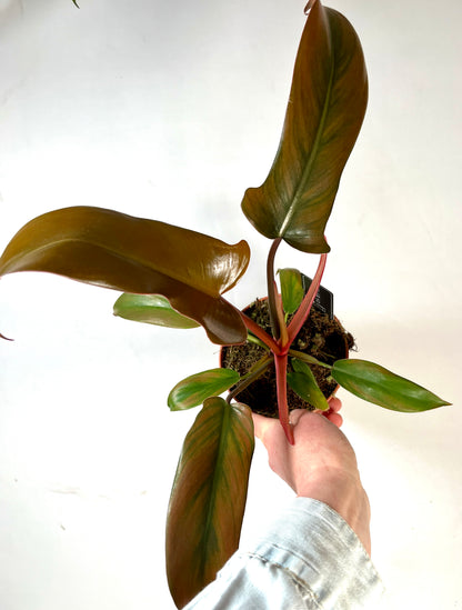 Philodendron Florida Bronze