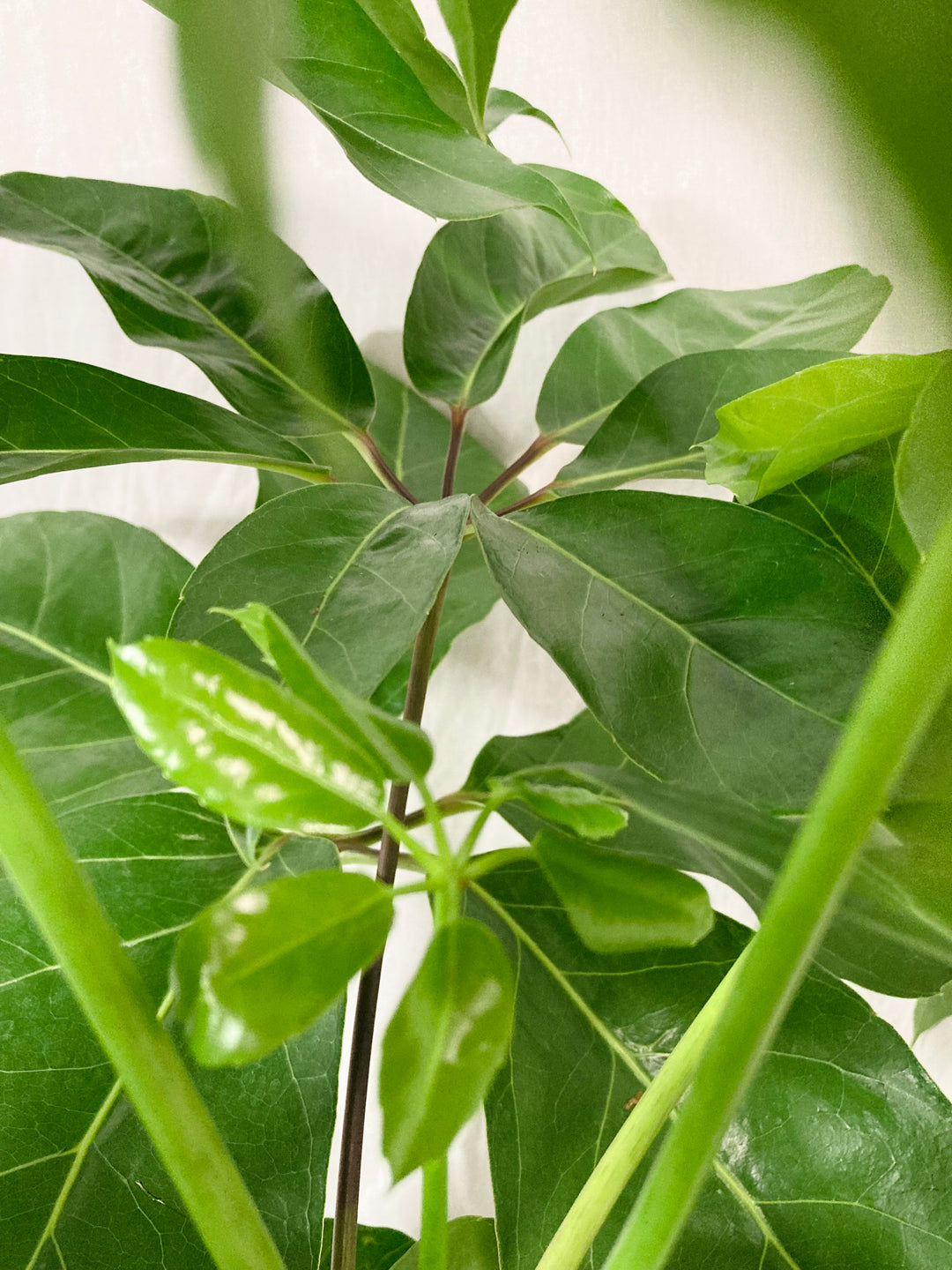 Schefflera amate – Umbrella Tree