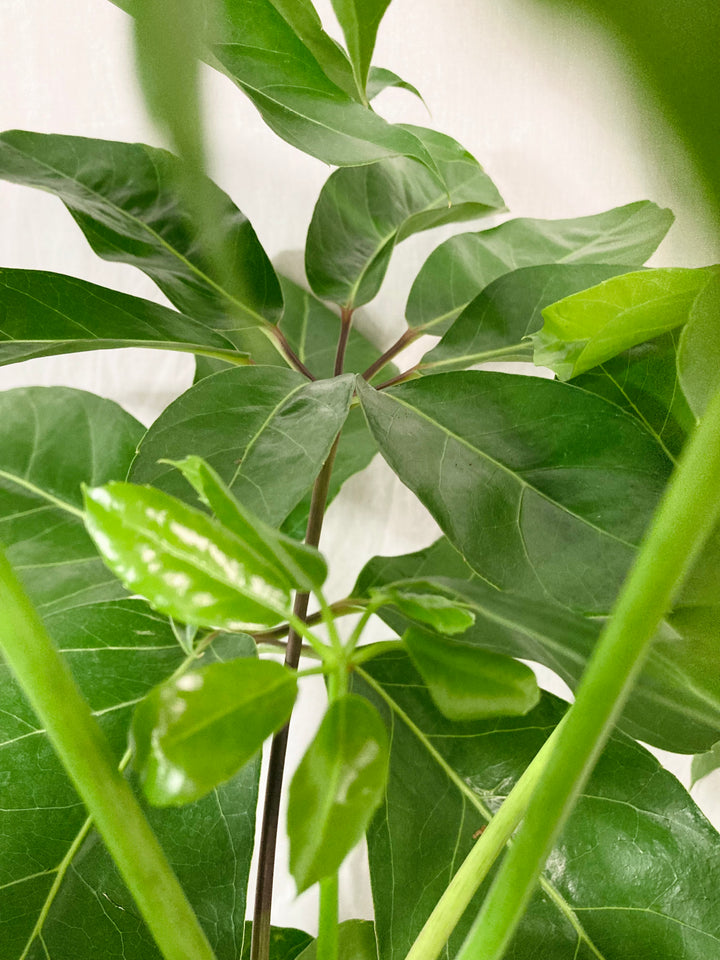Schefflera amate – Umbrella Tree