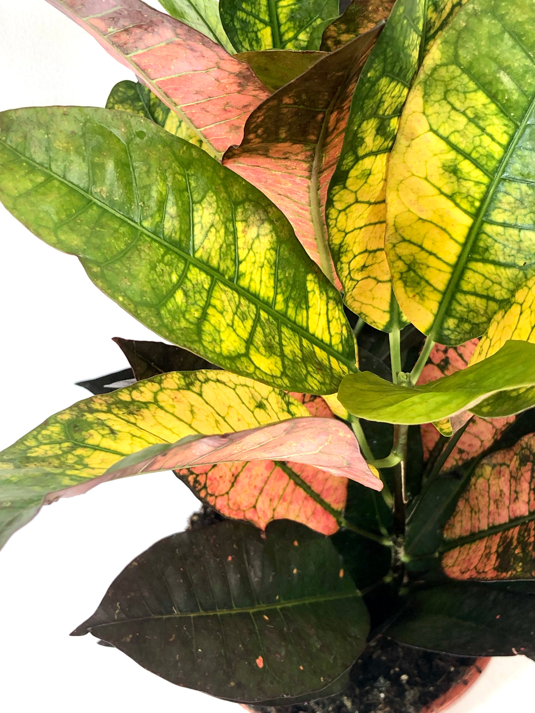 Codiaeum Mrs Iceton