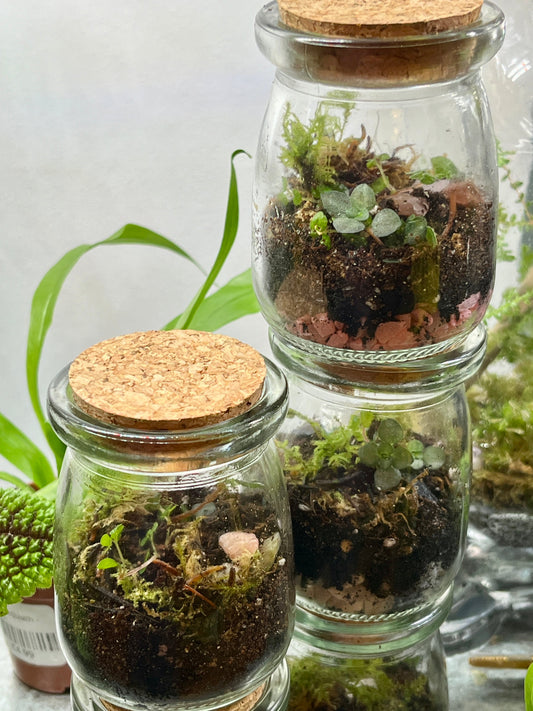 Jammin Jar Plant Studio Terrarium lucky dip