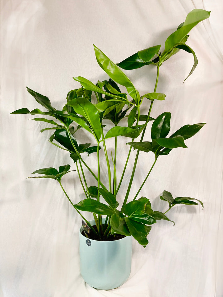 Philodendron Fun bun