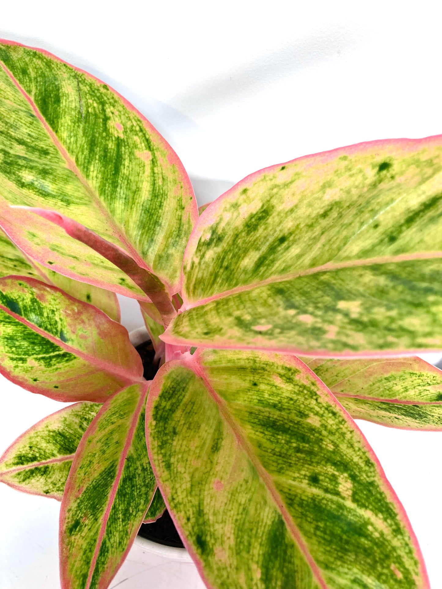 Aglaonema Salmon Fantasy