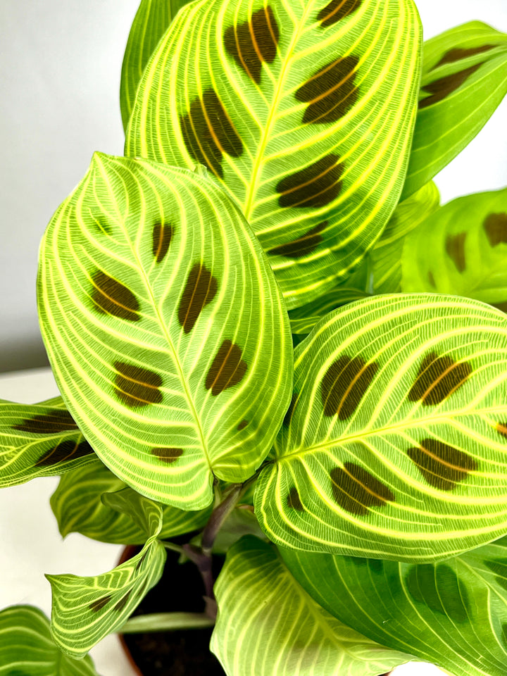 Maranta Leuconeura Fantasy - prayer plant