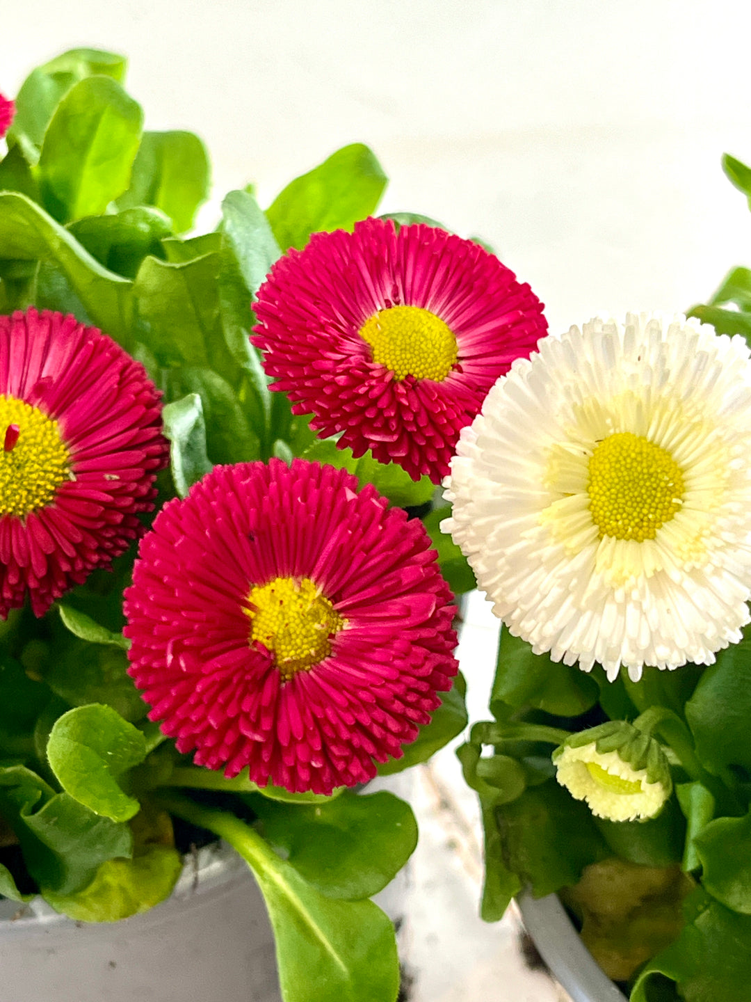 Bellis