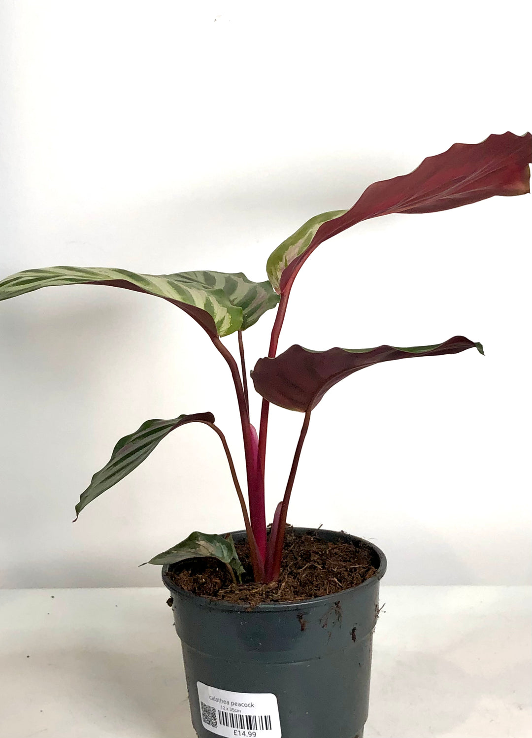 Calathea peacock