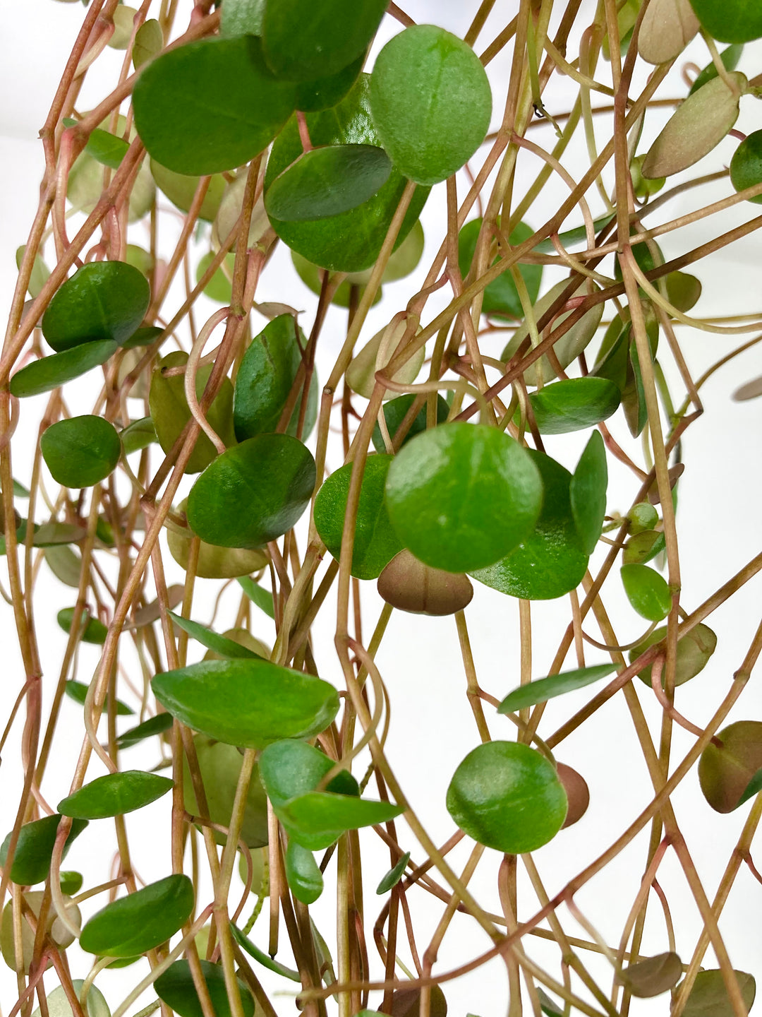 Peperomia Prostrata Pepperspot - String of Coins