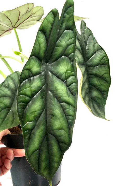 Alocasia Dragon Scale