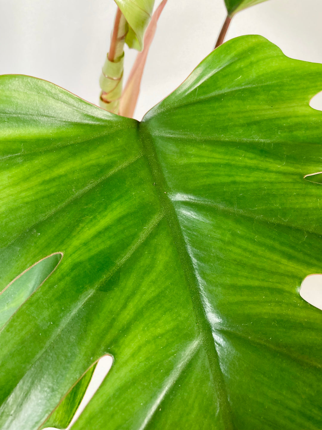 Philodendron Mayoi