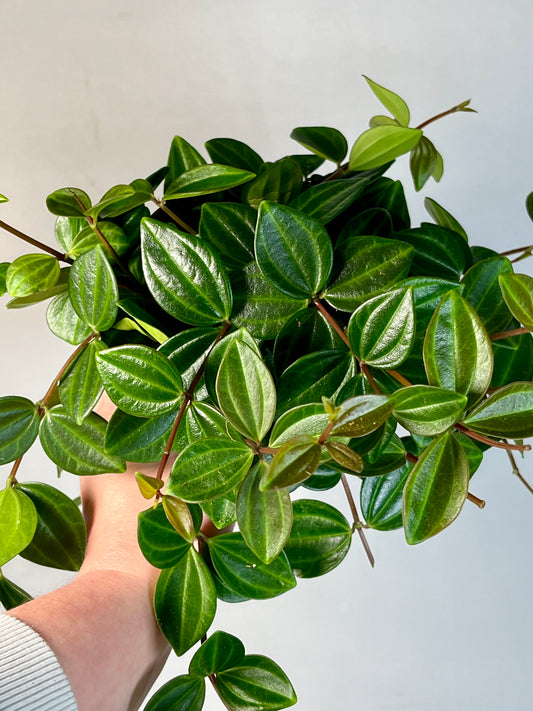 Peperomia Angulata-dark green beetle radiator plant