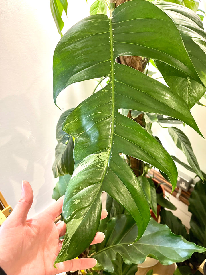 Epipremnum Pinnatum 'albo Variegata'
