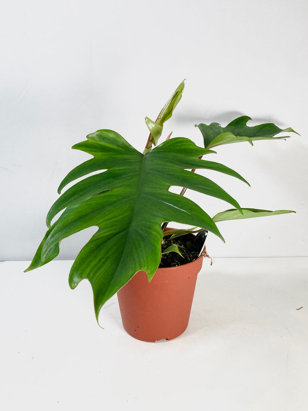 Philodendron Mayoi