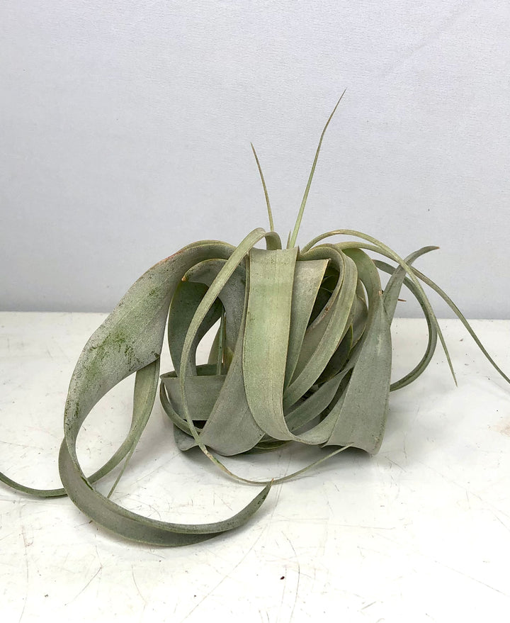 Tillandsia Xerographica