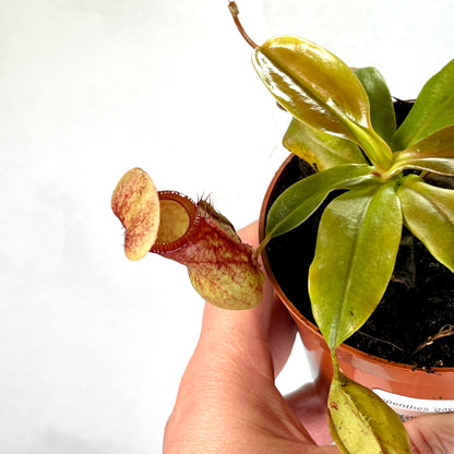 Nepenthes ‘Gaya’  - monkey jars