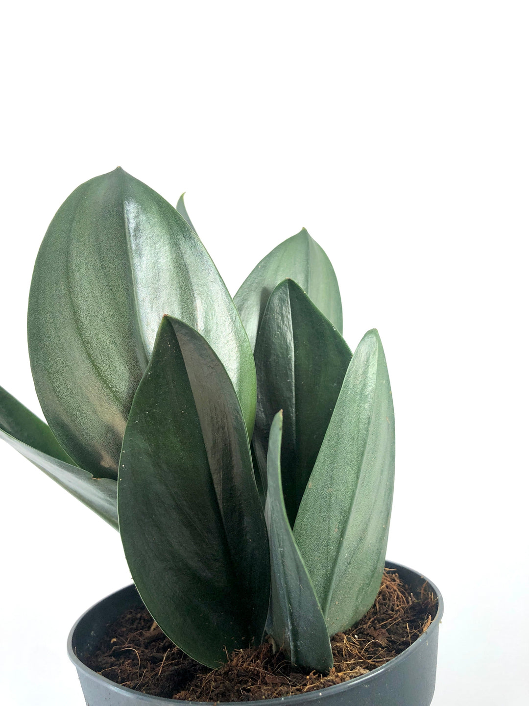 Scindapsus 'treubii' Dark Form