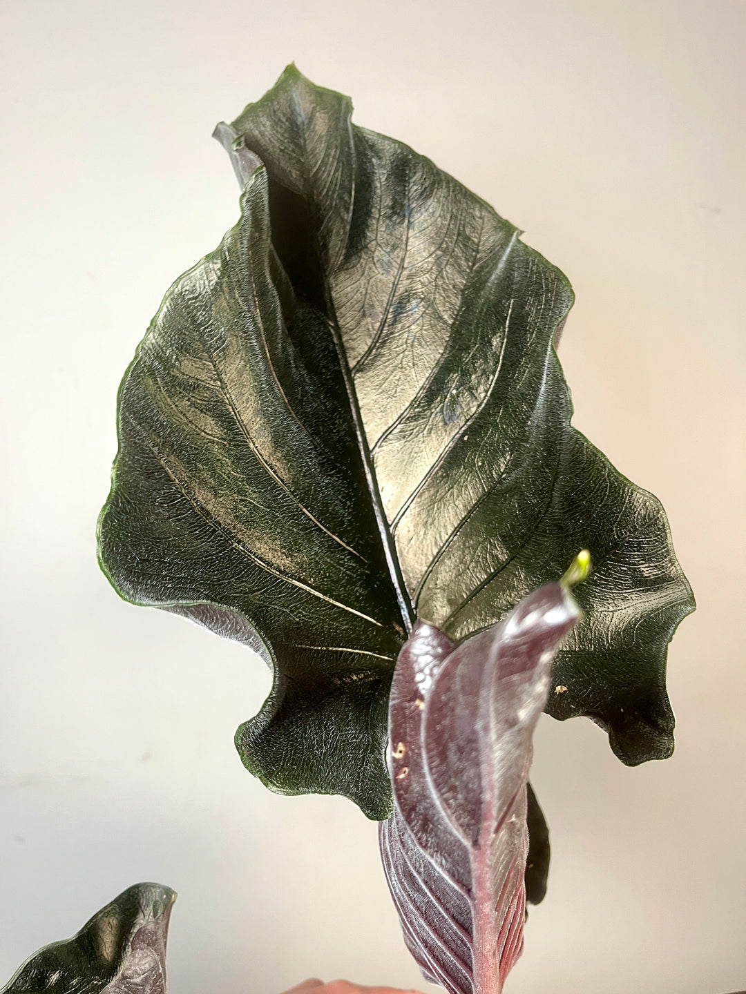 Alocasia ‘Antoro Velvet’
