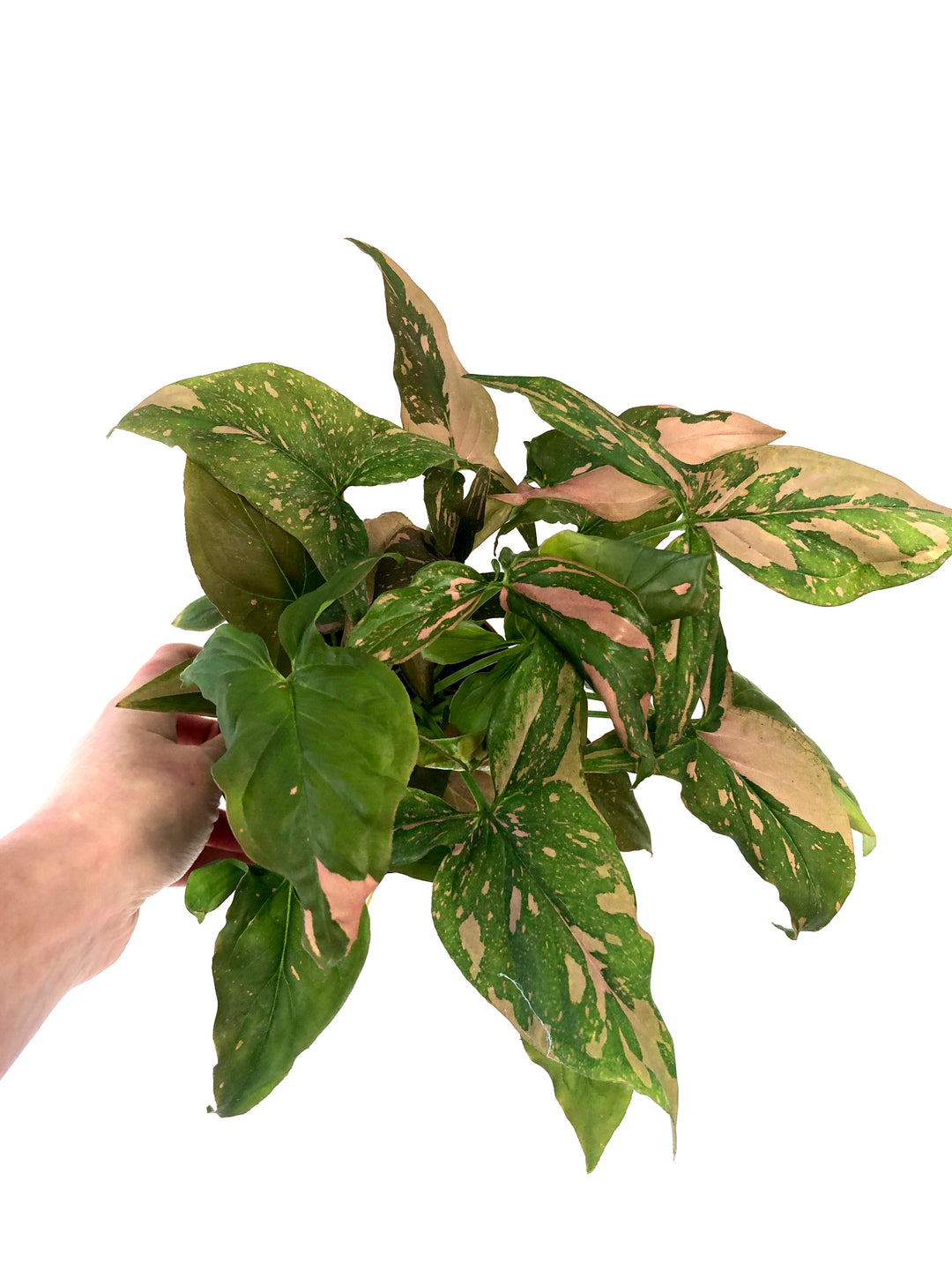 Syngonium Pink Splash